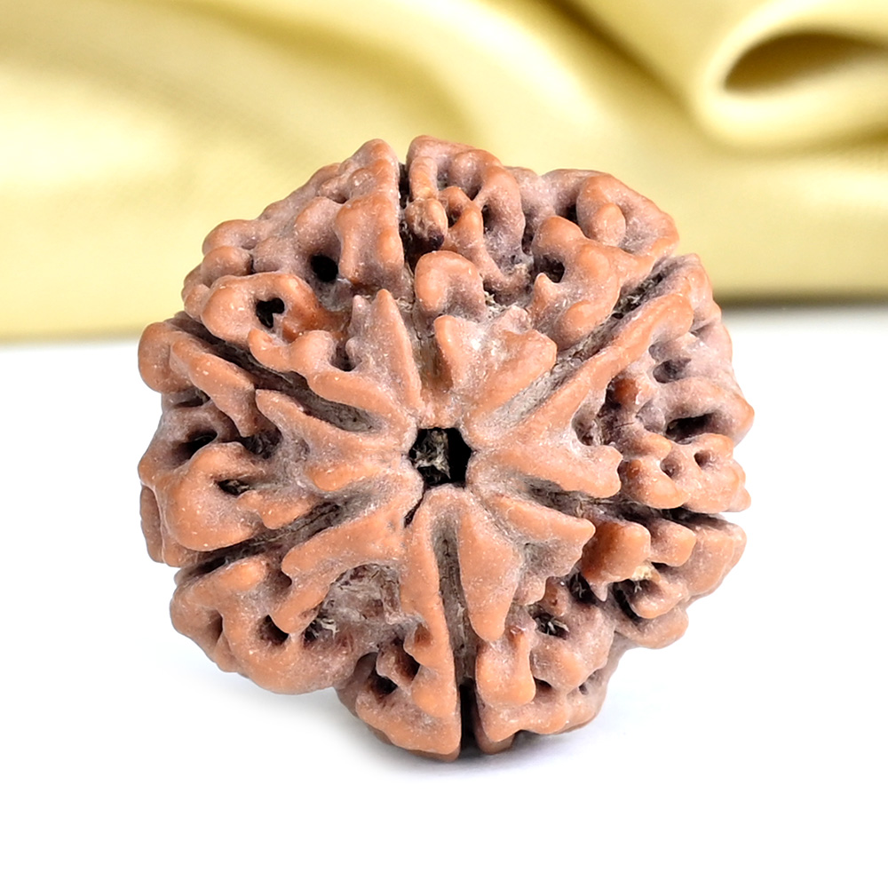 Collector 6 Mukhi from Nepal - CXCV