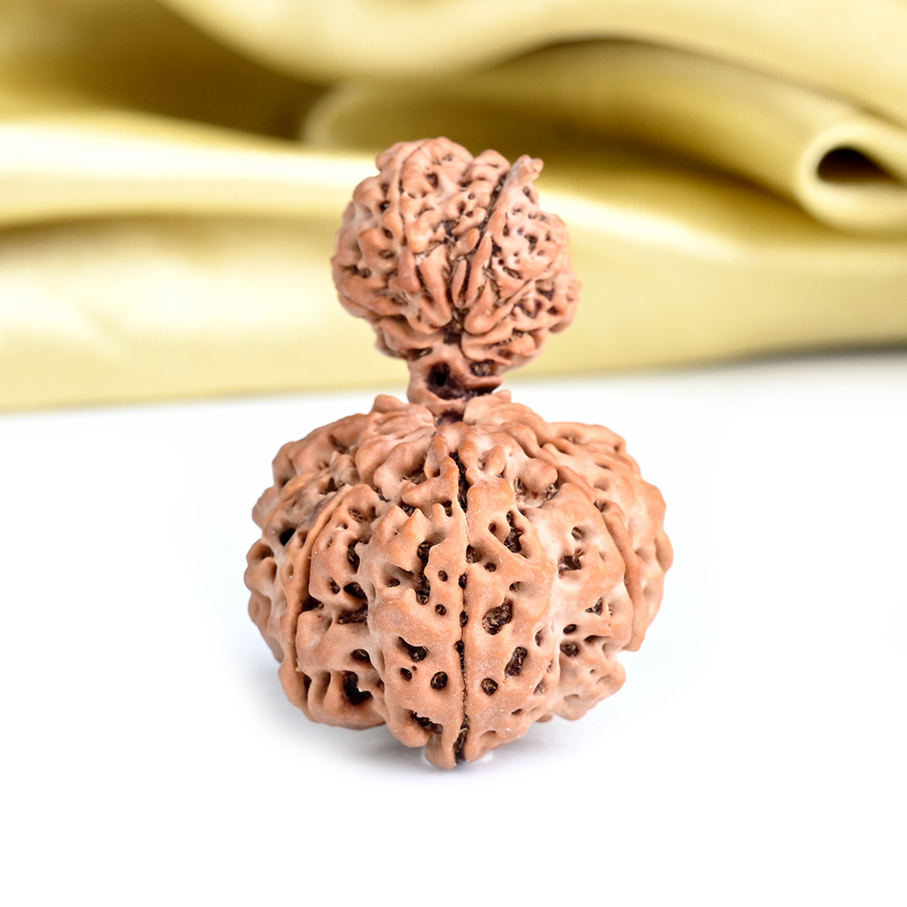Collector Garbh Gauri 14 Mukhi from Nepal - I