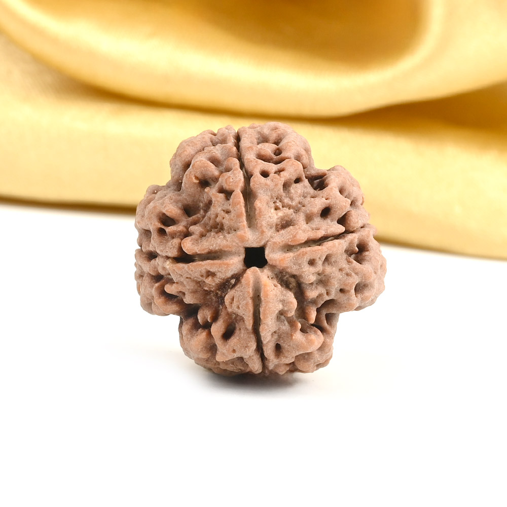 Collector 4 Mukhi from Nepal - DXXVI