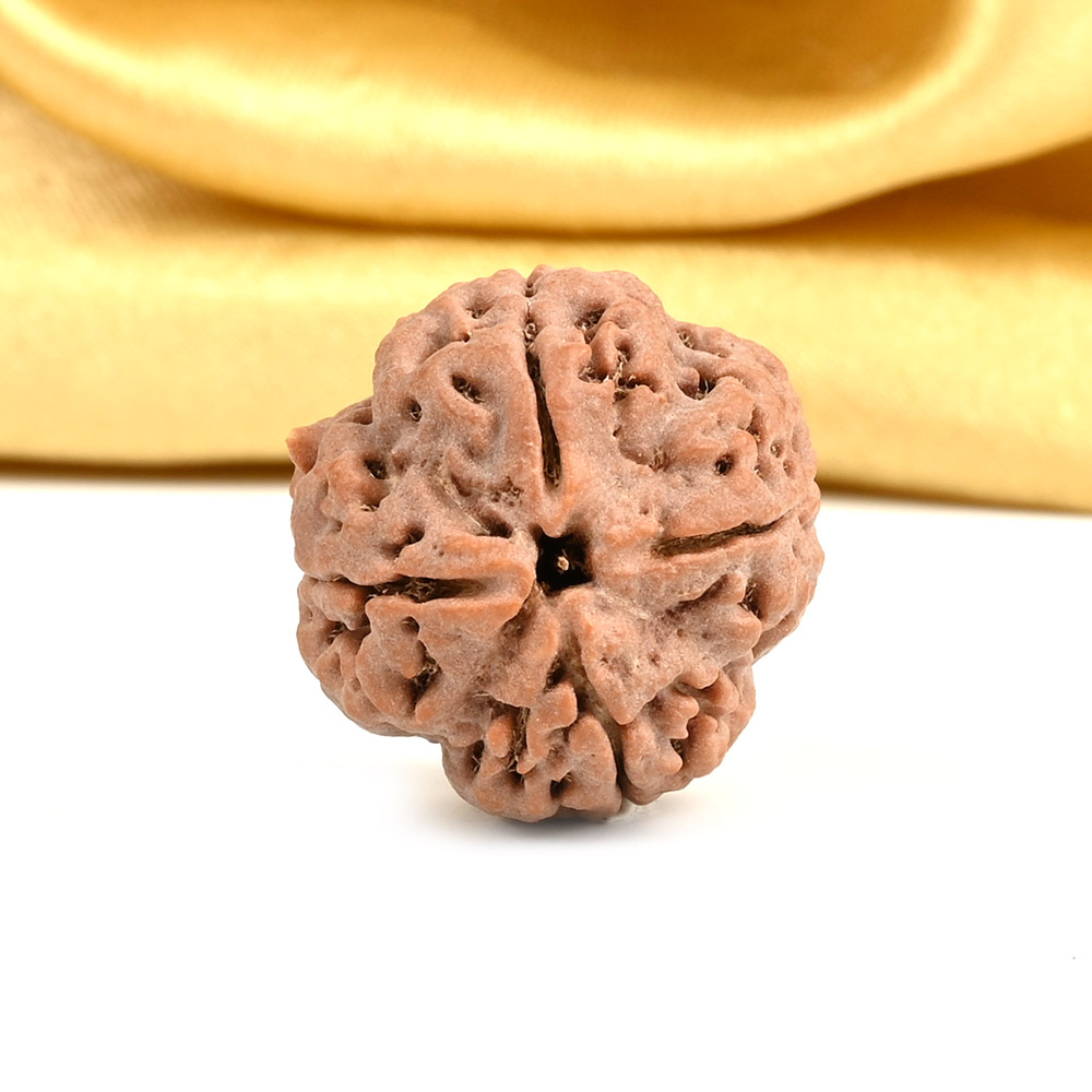 Collector 4 Mukhi from Nepal - DXXVII
