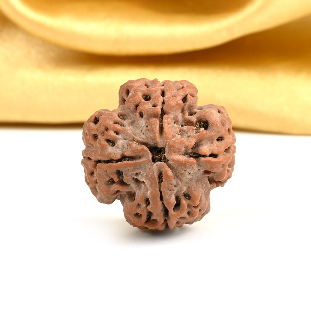 Collector 4 Mukhi from Nepal - DXXVIII