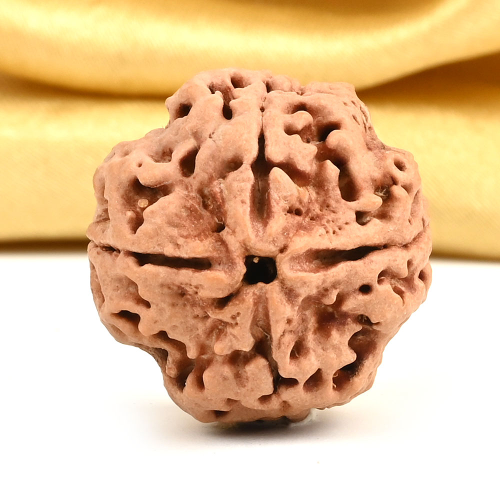 Collector 4 Mukhi from Nepal - DXII