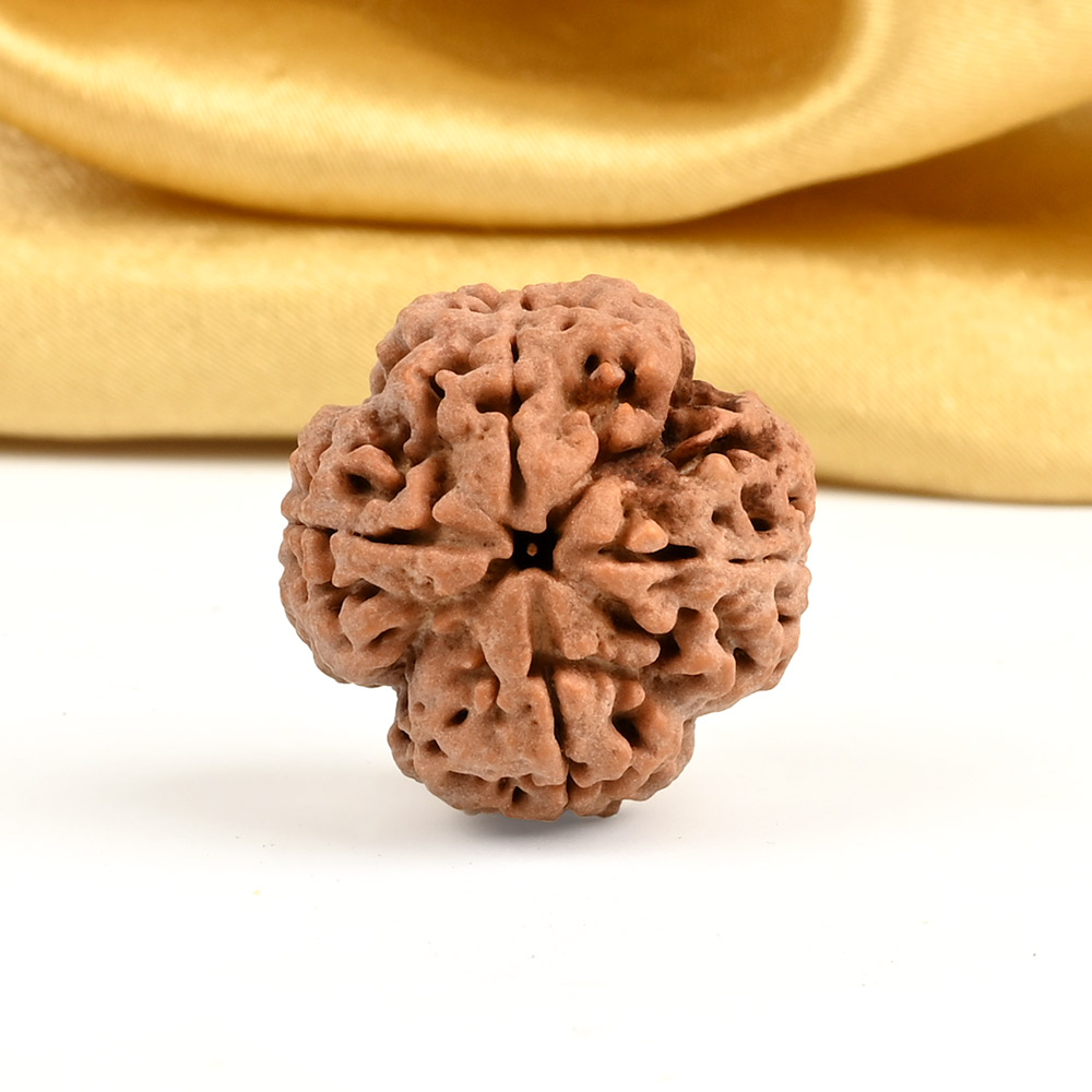 Collector 4 Mukhi from Nepal - DXIII