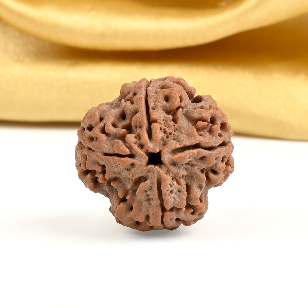 Collector 4 Mukhi from Nepal - DXIV