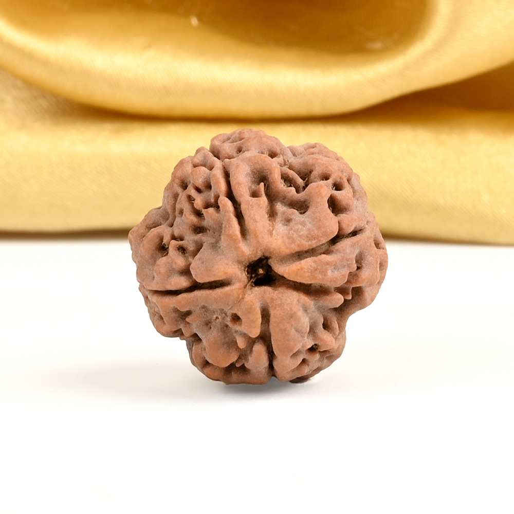 Collector 4 Mukhi from Nepal - DXV