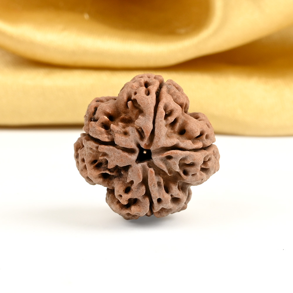 Collector 4 Mukhi from Nepal - DXVI