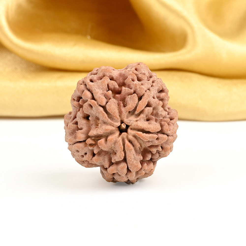 Super Collector 5 Mukhi from Nepal - DCV