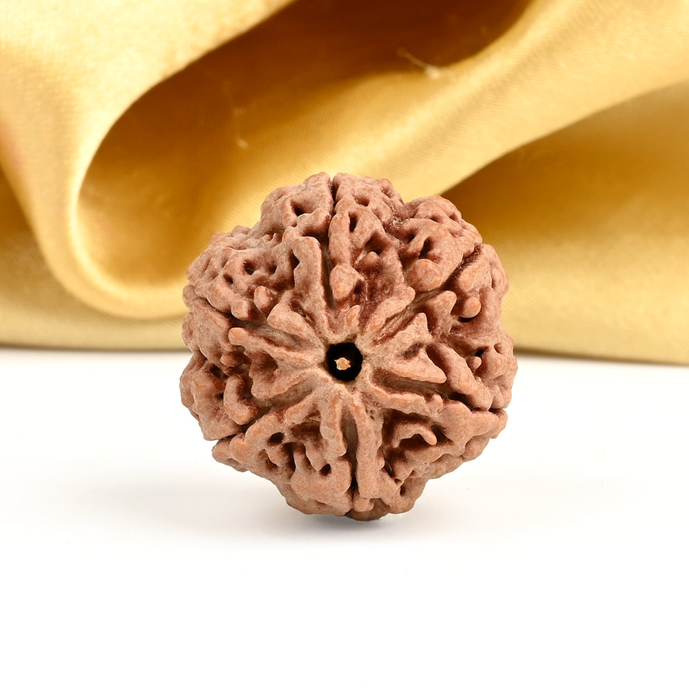 Super Collector 6 Mukhi from Nepal - CDIII