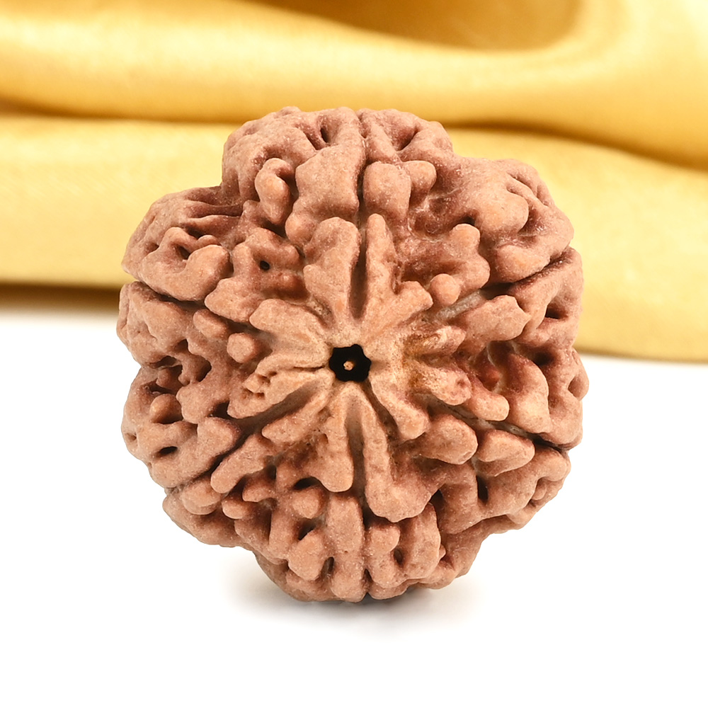 Super Collector 6 Mukhi from Nepal - CDIV