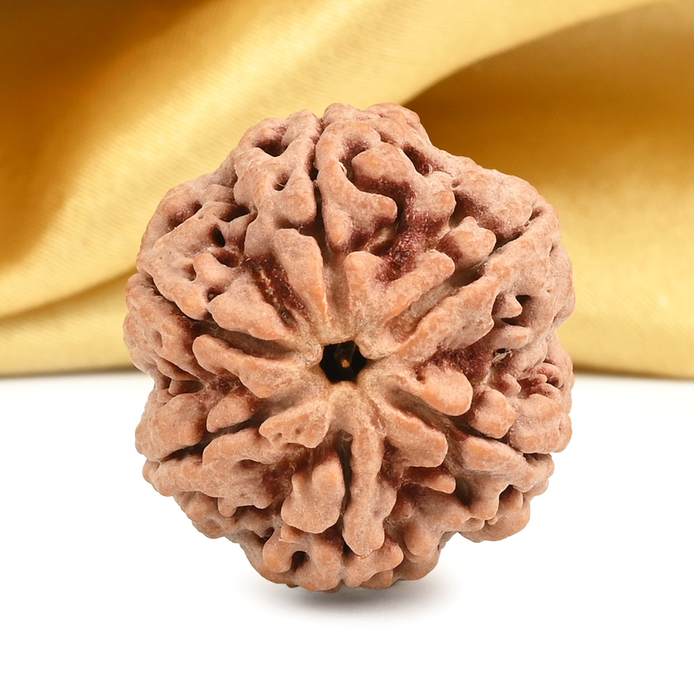 Super Collector 6 Mukhi from Nepal - CDV