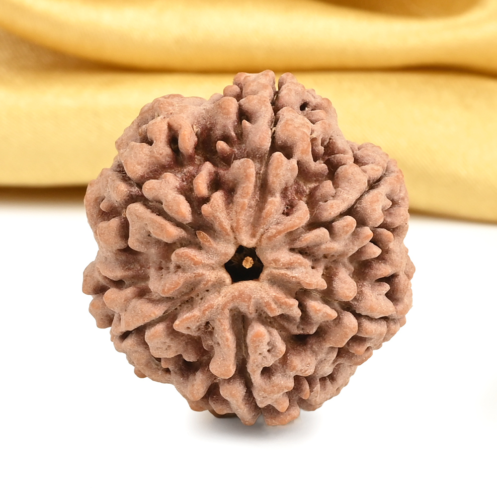 Super Collector 6 Mukhi from Nepal - CDVI