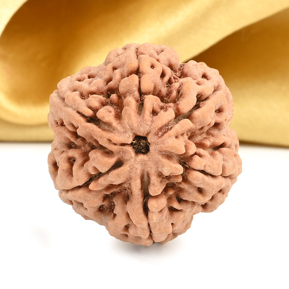 Super Collector 6 Mukhi from Nepal - CDVII