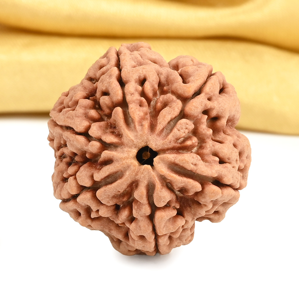 Super Collector 6 Mukhi from Nepal - CDVIII