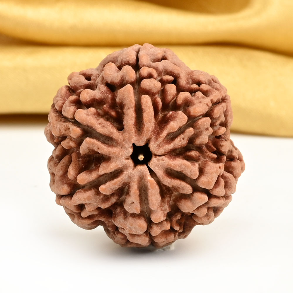 Super Collector 6 Mukhi from Nepal - CDX