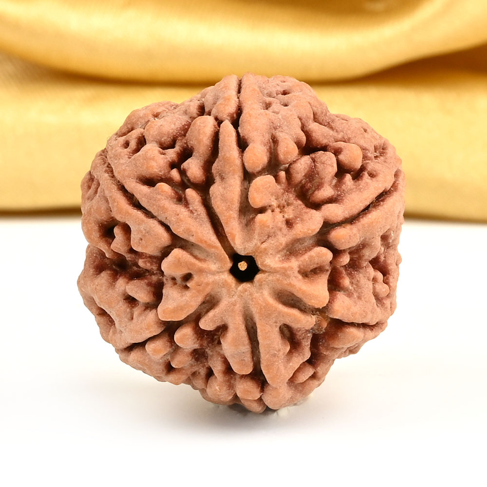 Super Collector 6 Mukhi from Nepal - CDXI