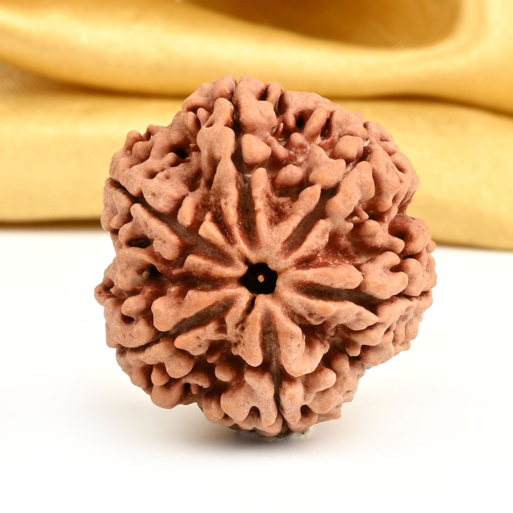 Super Collector 6 Mukhi from Nepal - CDXII