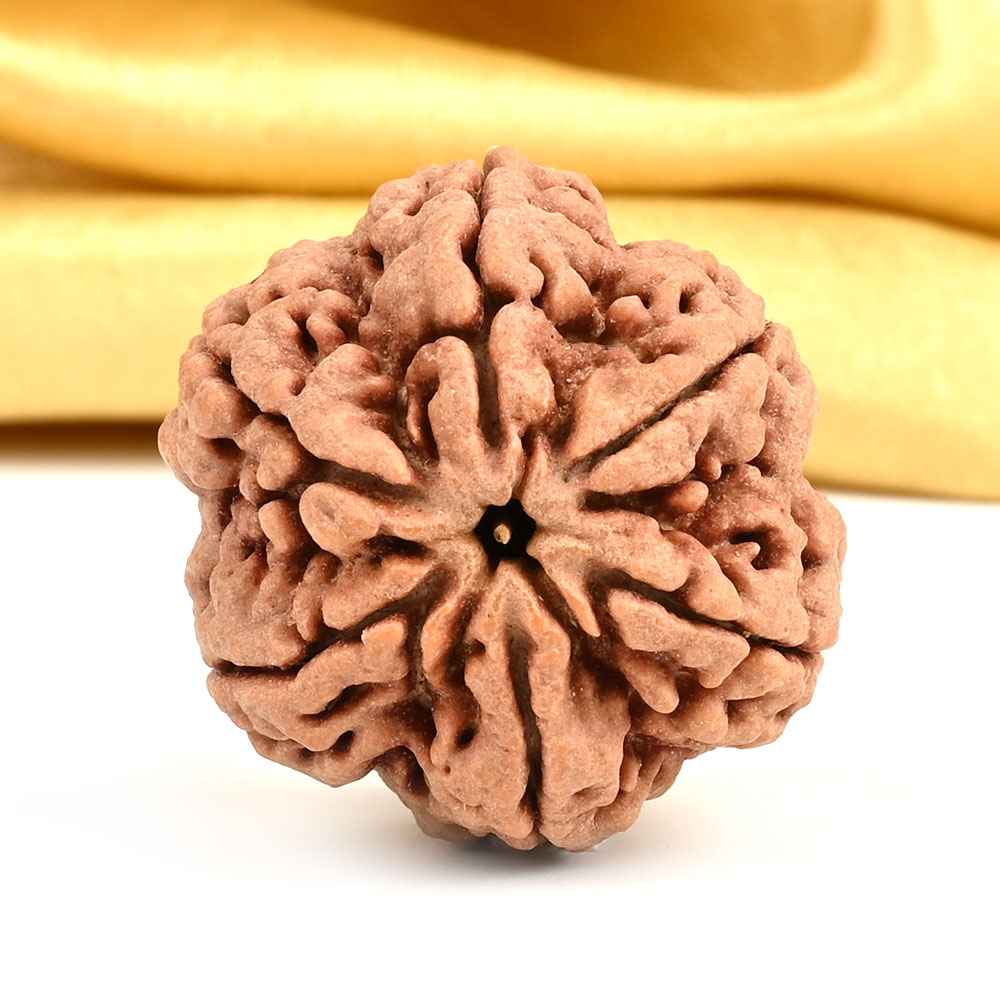 Super Collector 6 Mukhi from Nepal - CDXIII