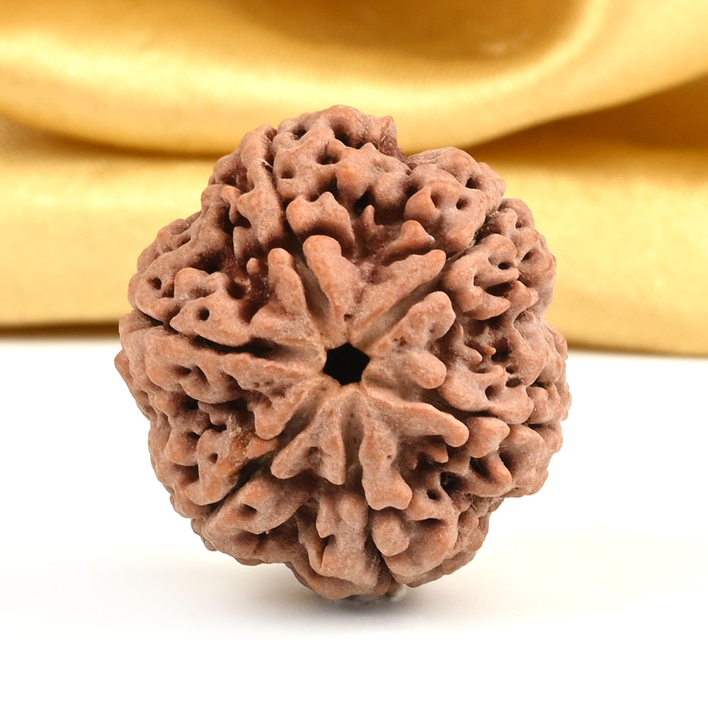 Super Collector 6 Mukhi from Nepal - CDXIV