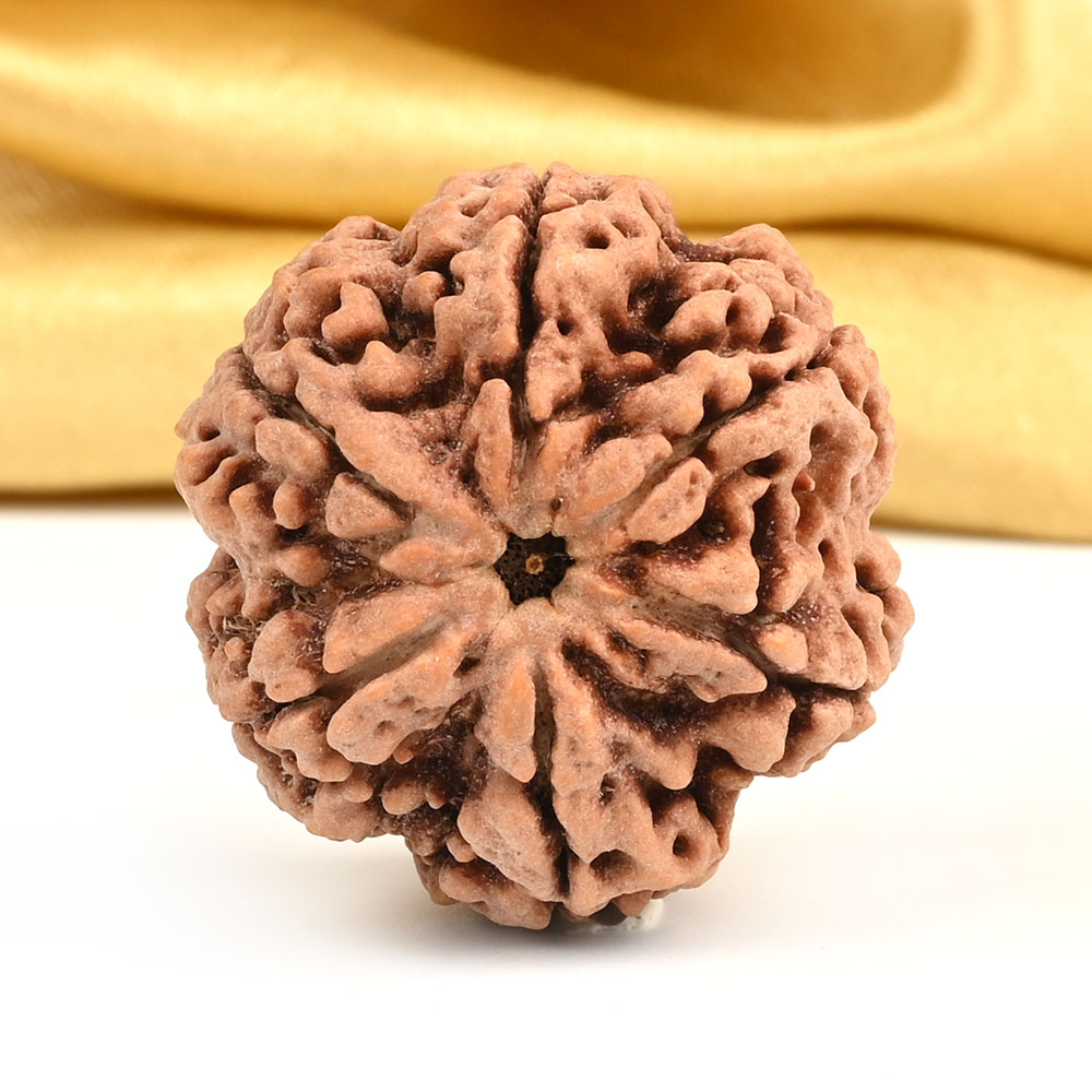 Super Collector 6 Mukhi from Nepal - CDXV