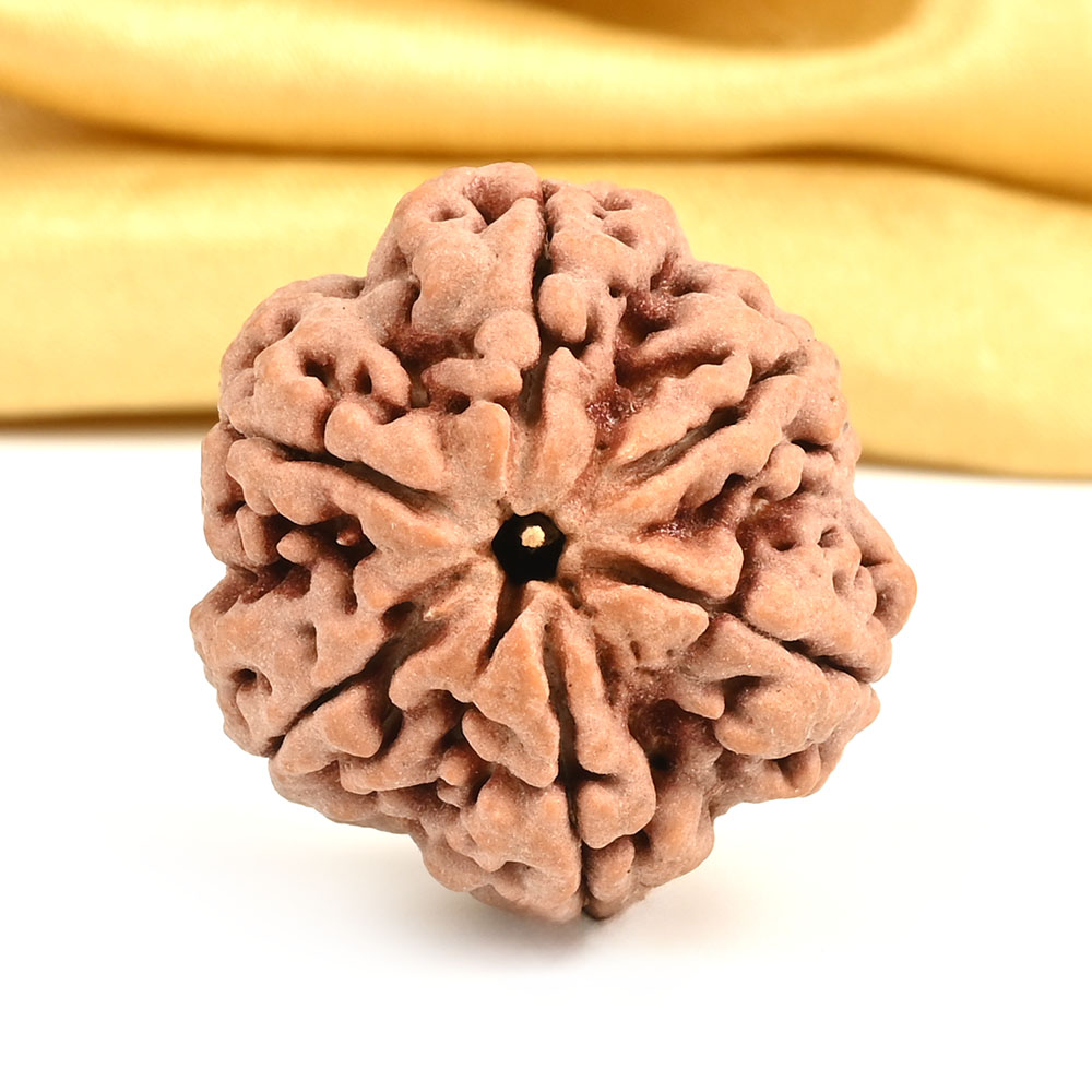 Super Collector 6 Mukhi from Nepal - CDXVI