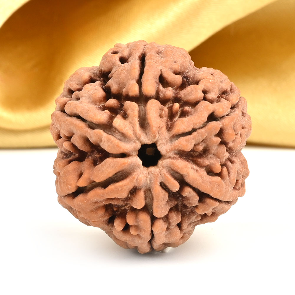 Super Collector 6 Mukhi from Nepal - CDXVII