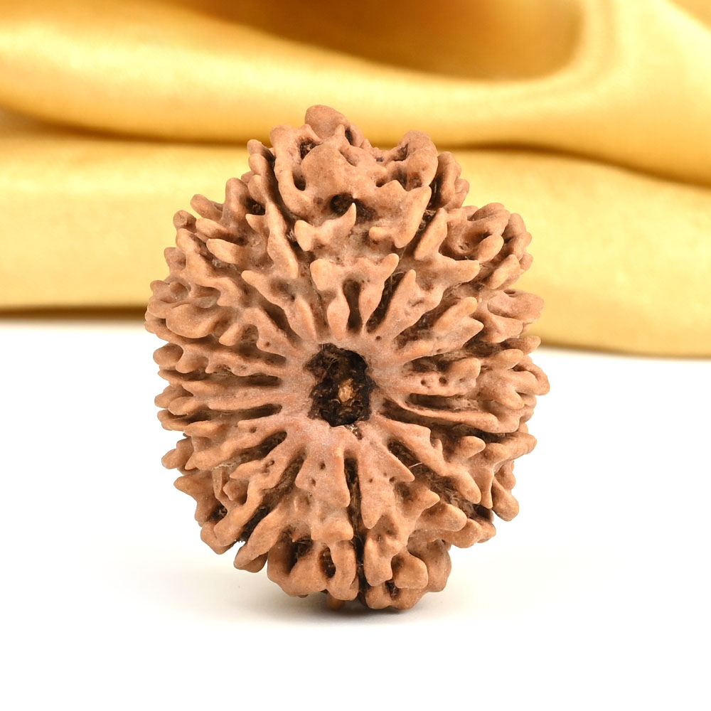 14 Mukhi from Nepal Large - CVII