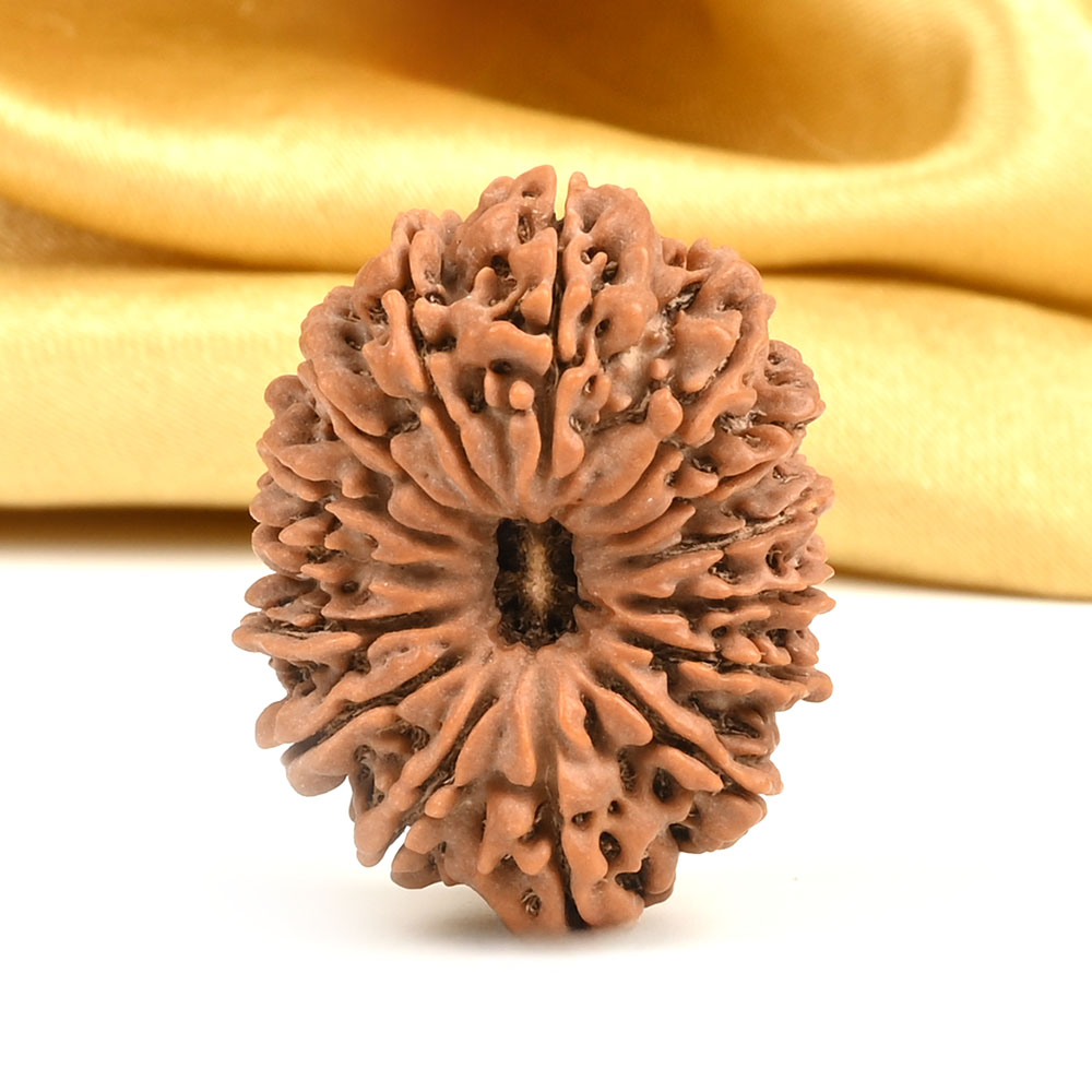 Collector 15 Mukhi from Nepal - LXXV