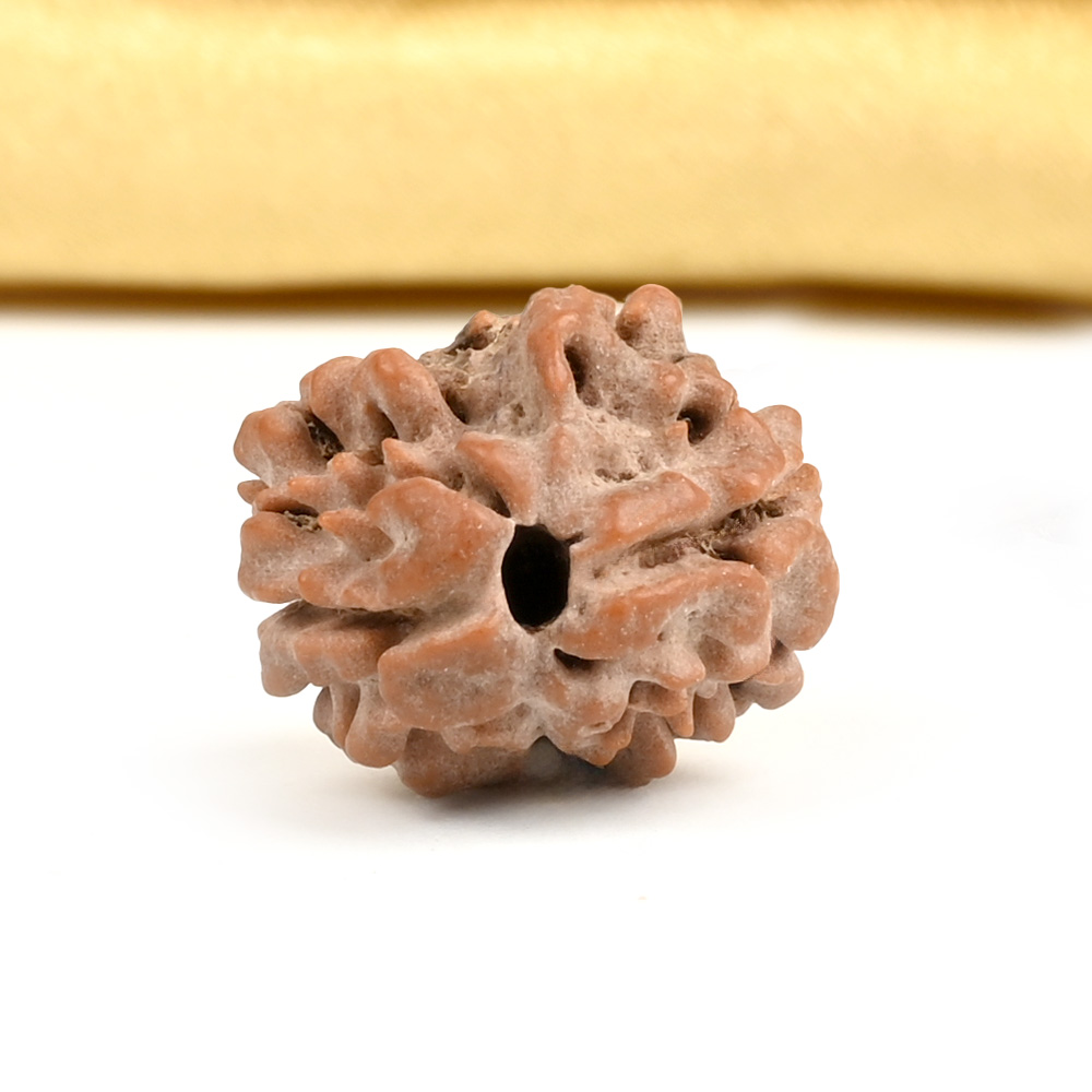 Rare 2 Mukhi from Nepal - CLXXXVI