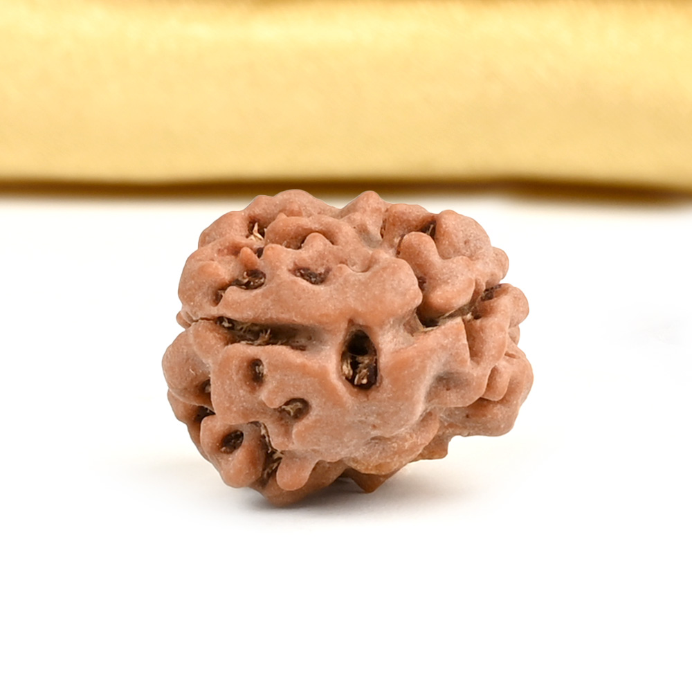 Rare 2 Mukhi from Nepal - CLXXXVII