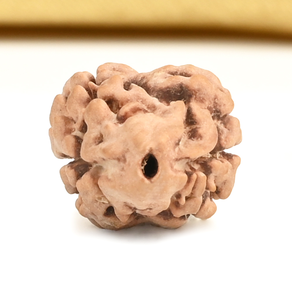 Rare 2 Mukhi Nepali Large - CXII