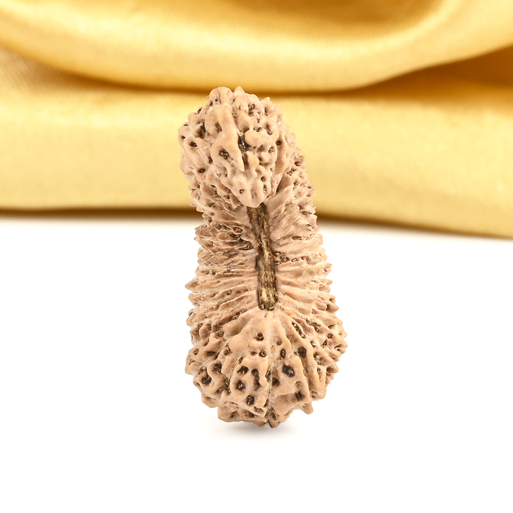 Collector 37 Mukhi from Java Indonesia - I