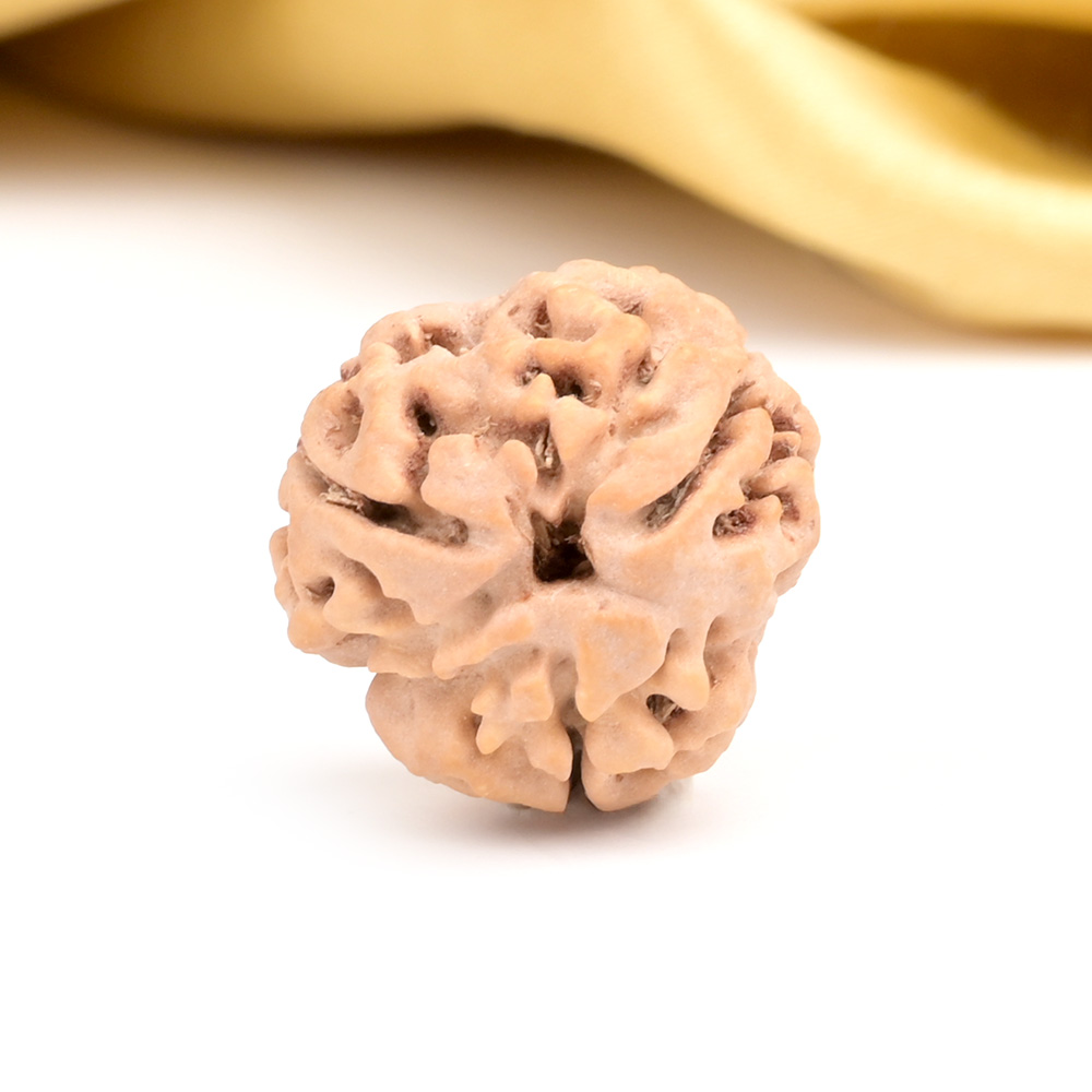 Collector 3 Mukhi from Nepal - CDXXXI