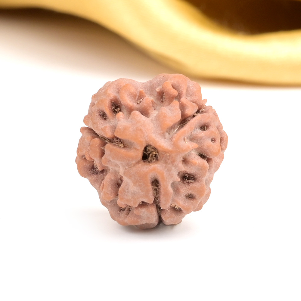 Collector 3 Mukhi from Nepal - CDXXXII