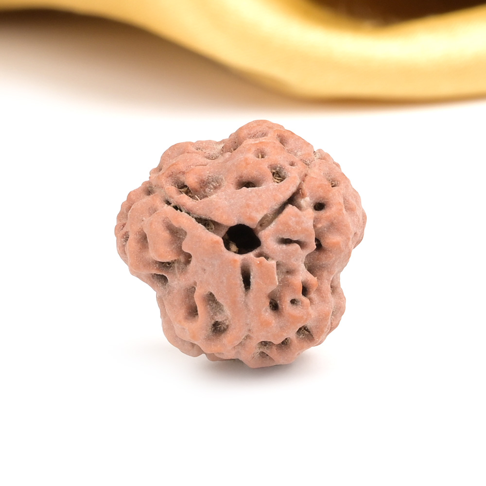 Collector 3 Mukhi from Nepal - CDXXXIII