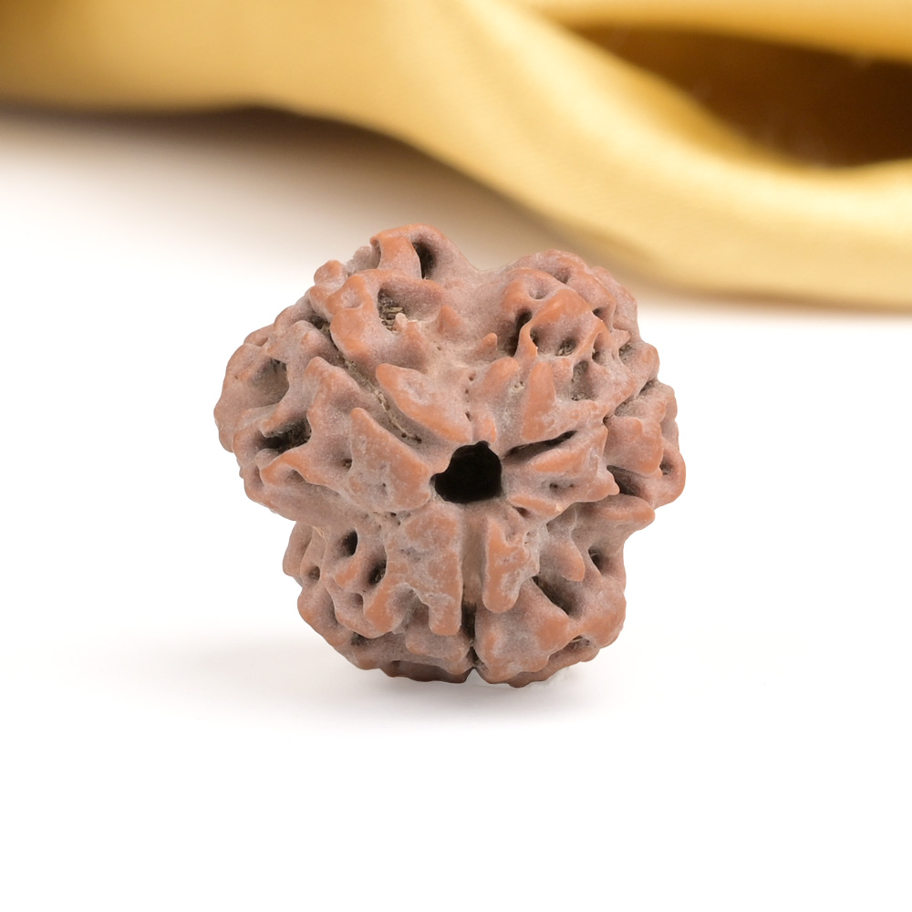 Collector 3 Mukhi from Nepal - CDXXXIV
