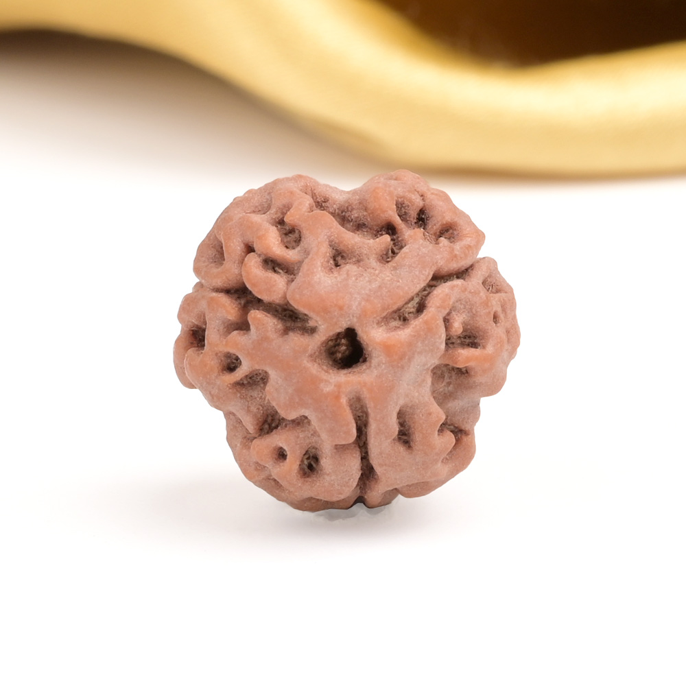 Collector 3 Mukhi from Nepal - CDXXXV