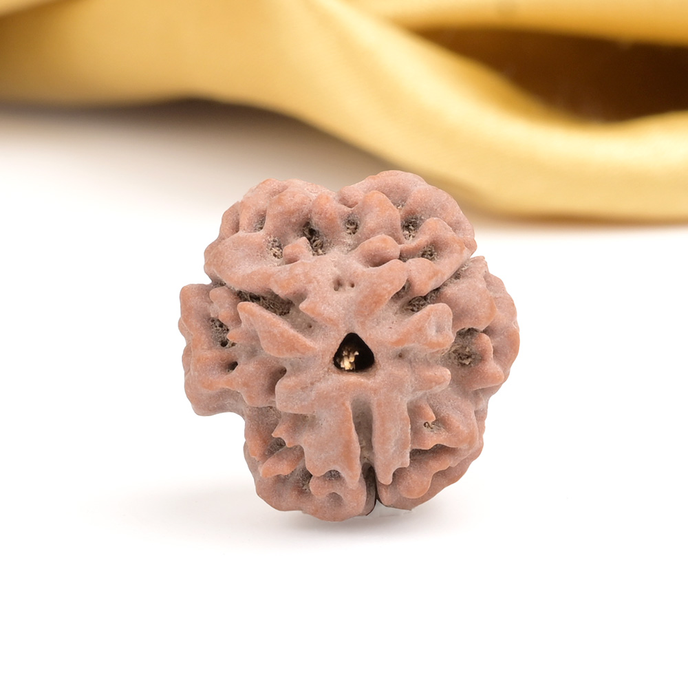 Collector 3 Mukhi from Nepal - CDXXXVI