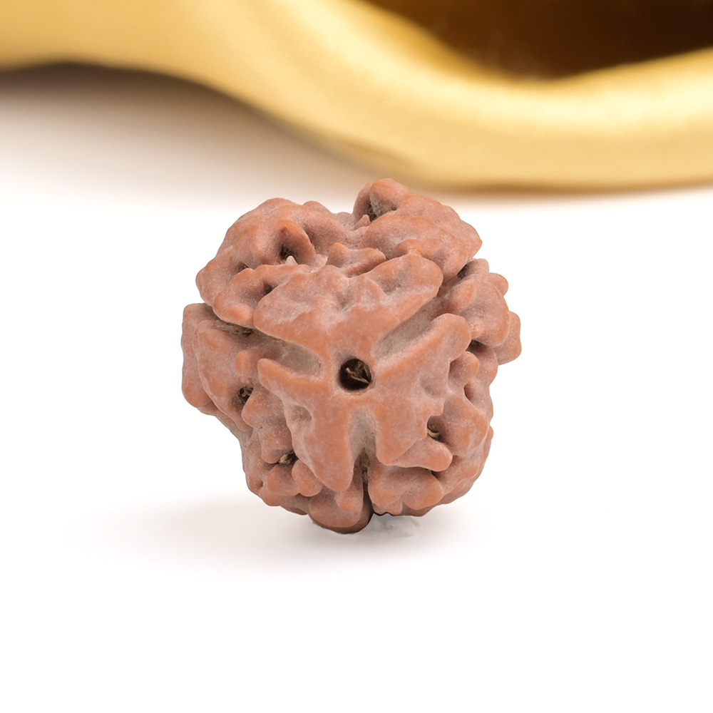 Collector 3 Mukhi from Nepal - CDXXXVII