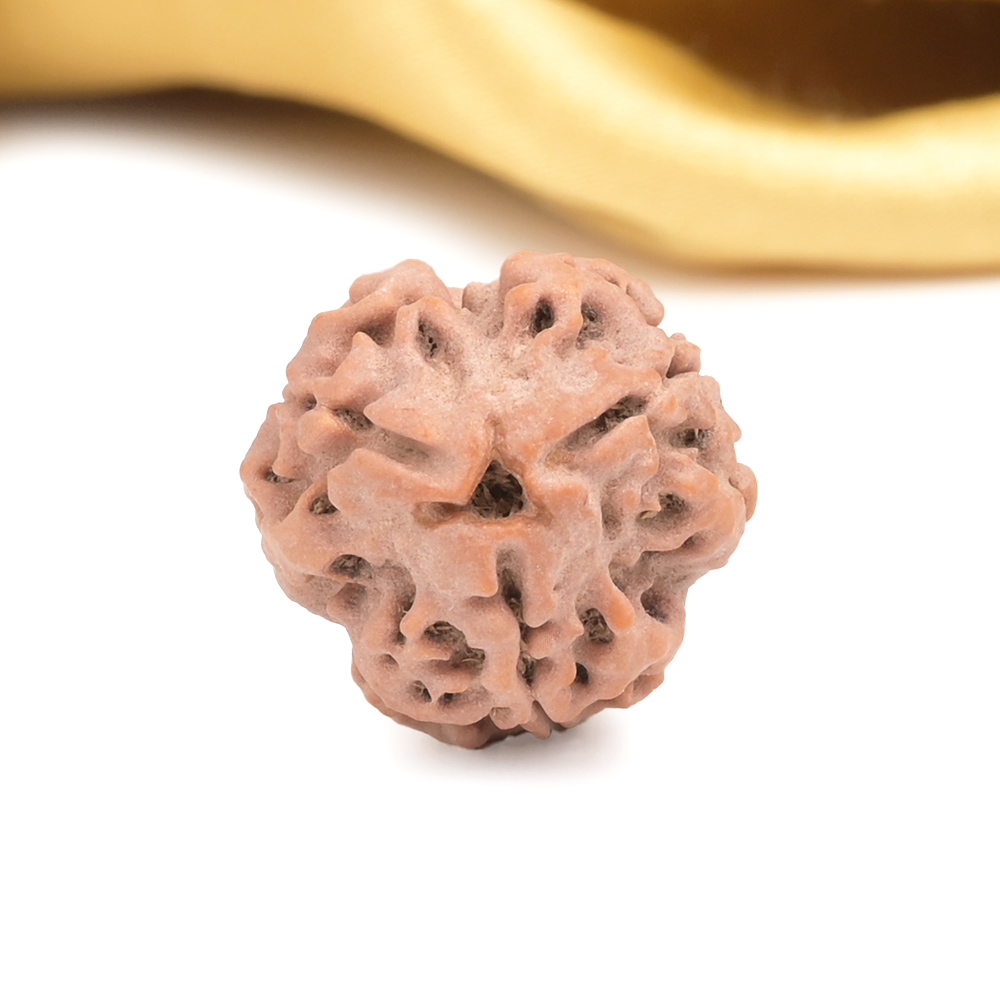Collector 3 Mukhi from Nepal - CDXVIII