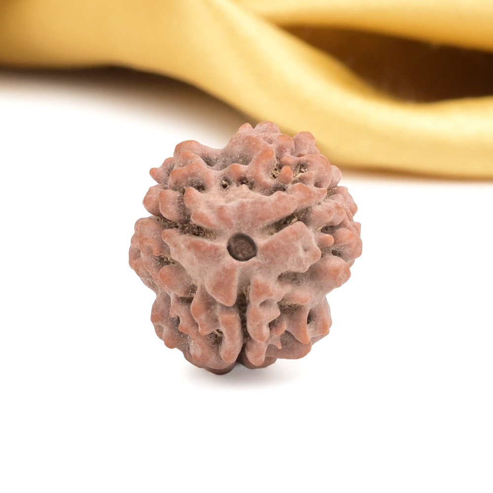 Collector 3 Mukhi from Nepal - CDXIX