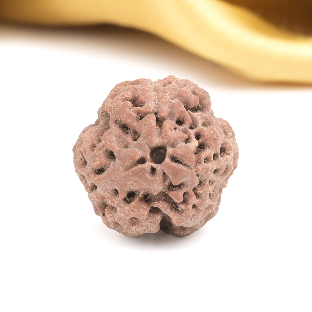 Collector 3 Mukhi from Nepal - CDXX