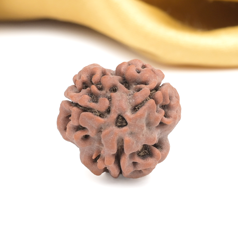 Collector 3 Mukhi from Nepal - CDXXI