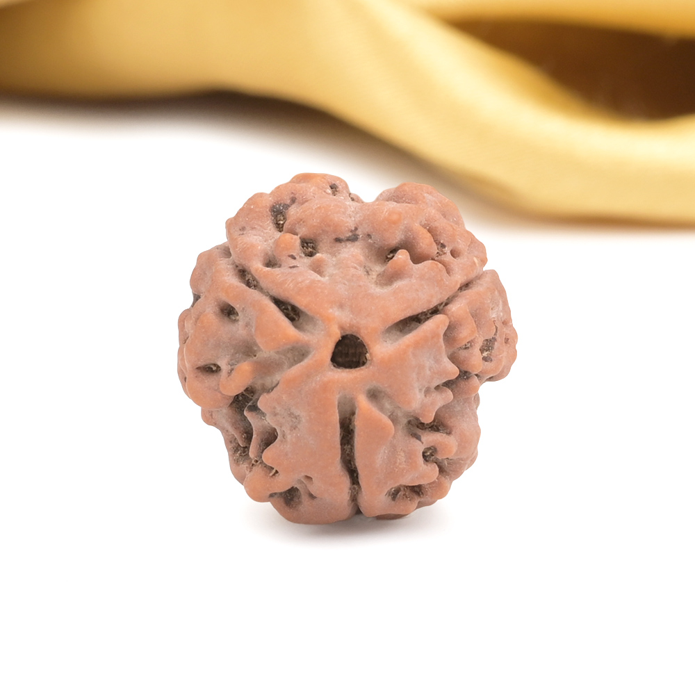 Collector 3 Mukhi from Nepal - CDXXII