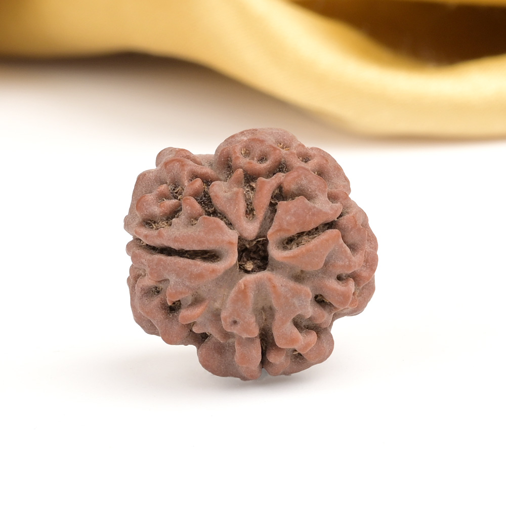 Collector 3 Mukhi from Nepal - CDXXIII