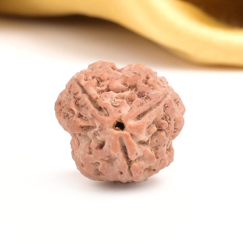 Collector 3 Mukhi from Nepal - CDXXIV