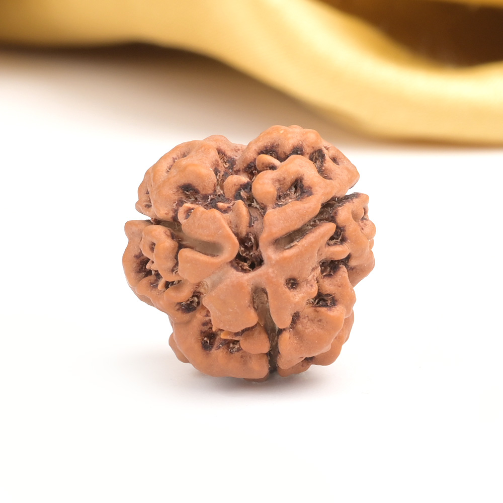 Collector 3 Mukhi from Nepal - CDXXV