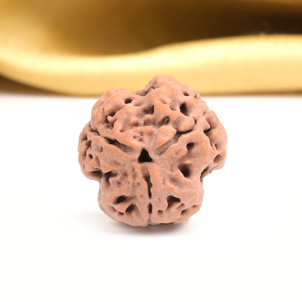 Collector 3 Mukhi from Nepal - CDXXVI