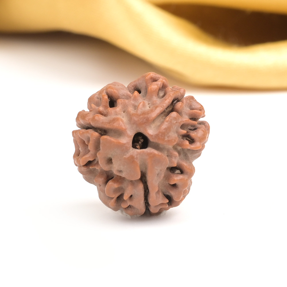 Collector 3 Mukhi from Nepal - CDXXVII