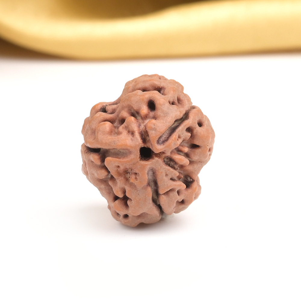Collector 3 Mukhi from Nepal - CDXXVIII