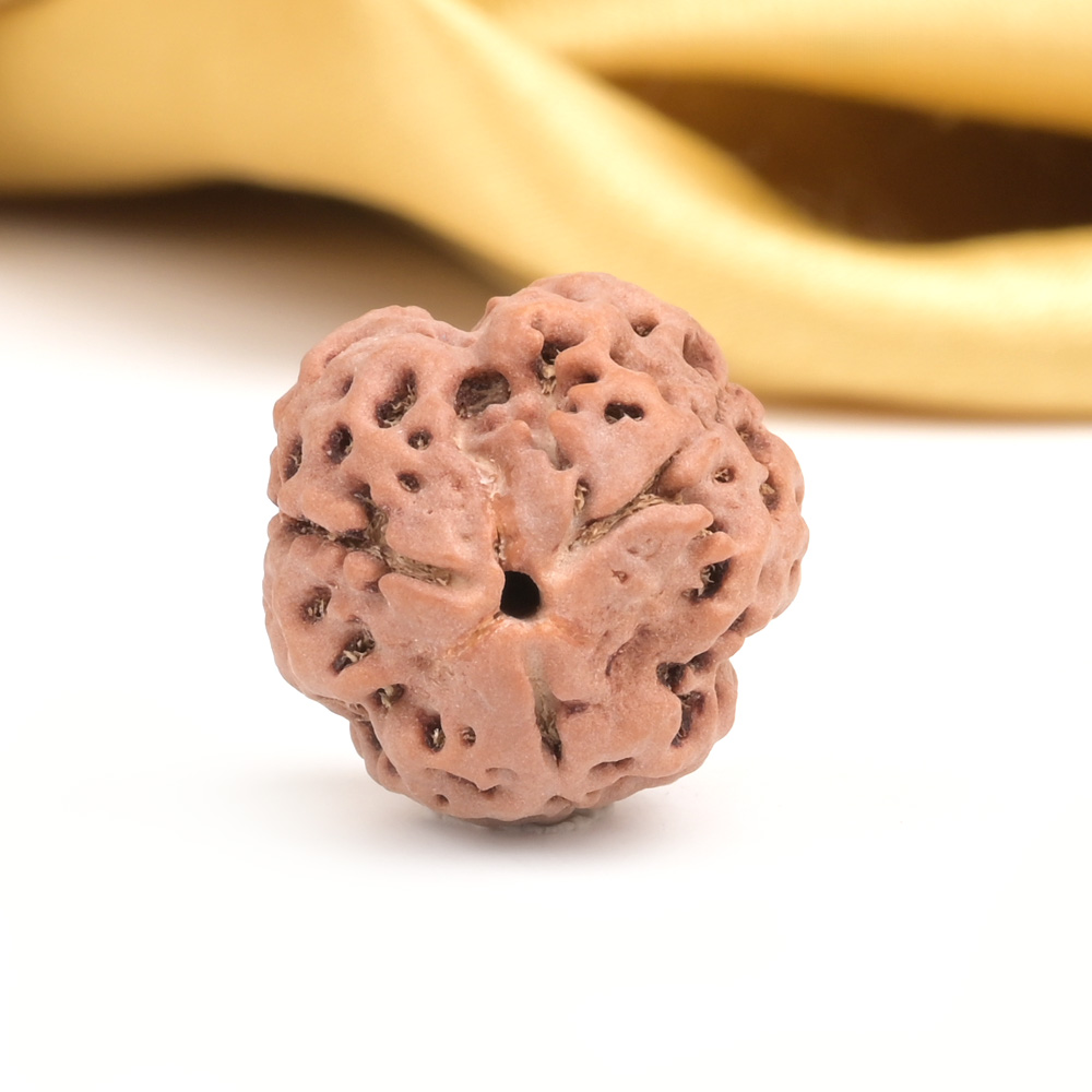 Collector 3 Mukhi from Nepal - CDXXIX